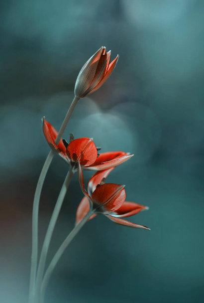 Red tulips Little beauty. Spring flowers - Foto, Imagen