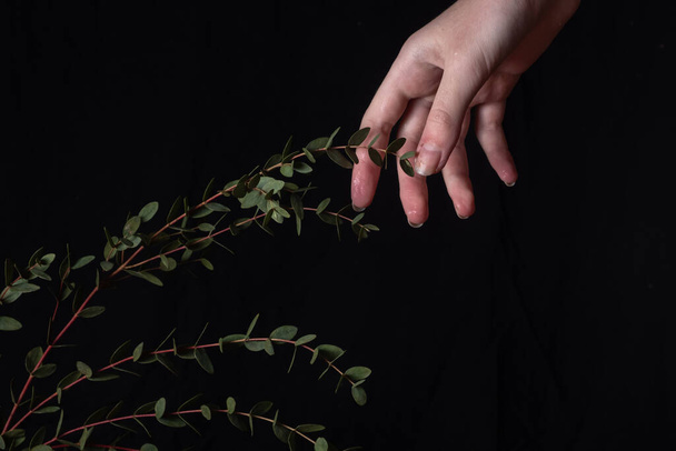 ręka kobiety sięga po gałąź eukaliptusa na czarnym tle.. - Zdjęcie, obraz
