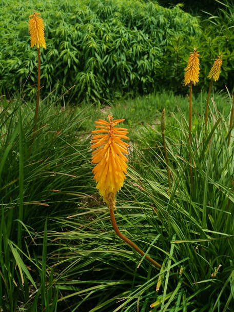 Imagem vertical da bela kniphofia laranja pálida ou pokers quentes vermelhos no cenário do jardim com arbustos no fundo. Foto de alta qualidade - Foto, Imagem