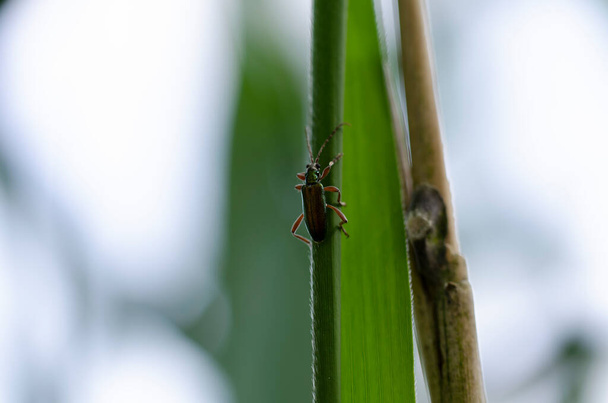 Leaf-beetle Chrysomelidae Plateumaris sericea on reed - Photo, Image