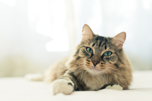 Grey cat lying on bed - Фото, зображення