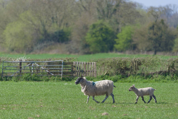 Young lamb follows its mother ewe sheep across a green field of short grass. Moving right to left, they have a mottled appearance in a rural setting - Photo, image