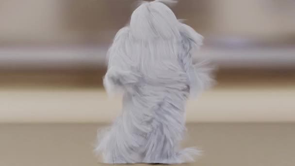 Harige Monster Dancing clip geïsoleerd. bont helder grappig pluizig karakter, bont, vol haar, sneeuwpop, 3d renderen. Wegsluipen. - Video