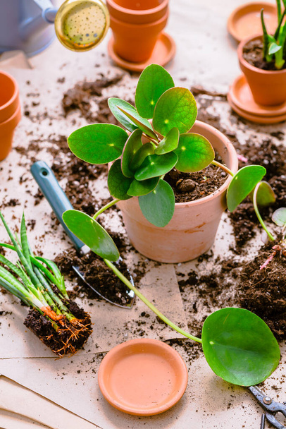 Transplanting plant a into a new pot, replanting of houseplants, gardening concept - Foto, Imagen