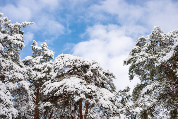 Pine trees covered with snow. Winter season in pine forest - Photo, Image