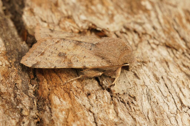 Detailed closeup on the Clouded drab owlet moth, Orthosia incerta, sitting on a piece of wood - Photo, Image