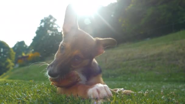 Puppy Dog ligt op groen tuingras en kauwt op zijn vlezige traktatie. Leuke gemengde ras hond, verlicht door gouden zonlicht, geniet in de tuin met zijn snack. Jonge hond is druk aan het kauwen. - Video