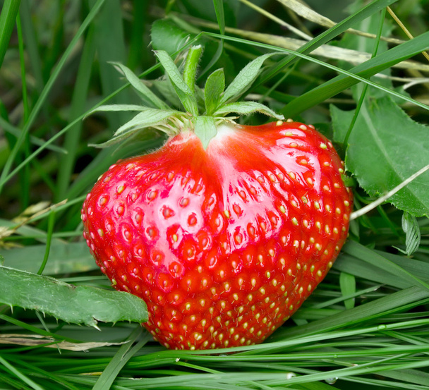 Strawberry in grass - Foto, Imagen