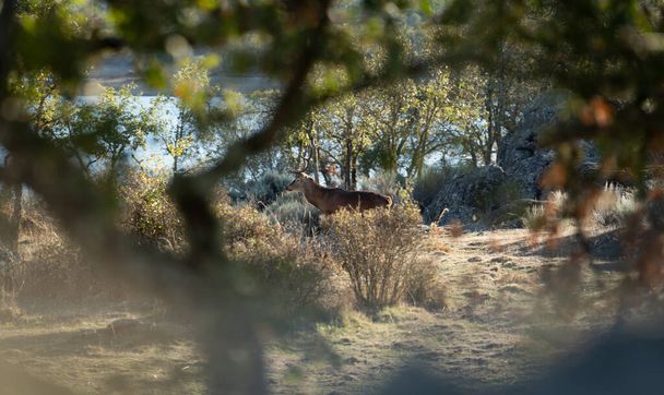 Hidden hunter watching a male deer between the bush - Foto, Imagen