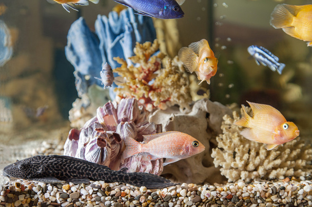 Home aquarium - Photo, Image