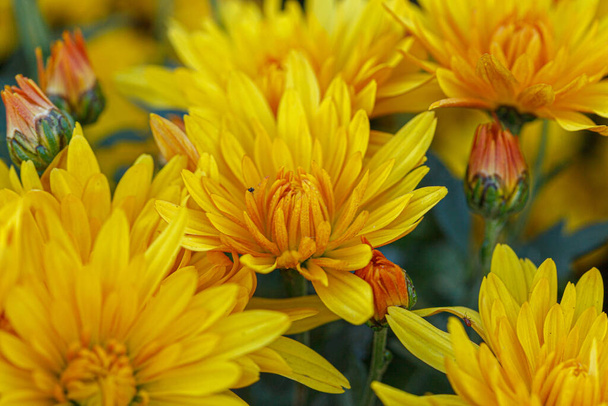 beautiful bushes of yellow chrysanthemum flowers close-up - Photo, Image