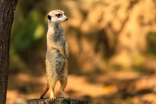Meerkat with surprised emotion. Background with selective focus and copy space for text - Photo, Image