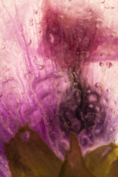 κατεψυγμένα λουλούδια. άνθη του κύβου πάγου - Φωτογραφία, εικόνα