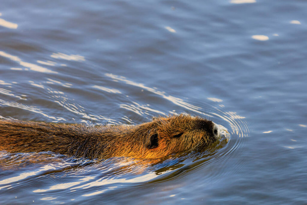 Nutria on the banks of the Vltava river in Prague the capital of the Czech Republic. Urban animals.Background, selective focus with copy space for text. - Foto, Imagen