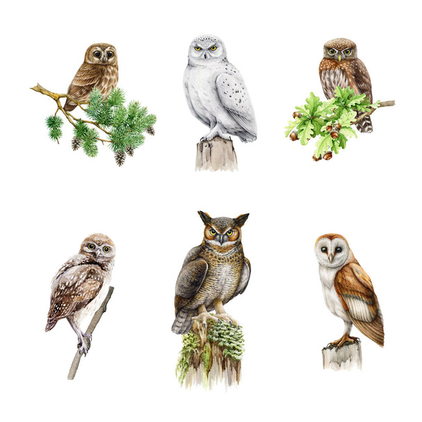 Owl birds watercolor illustration set. Various types of owls collection. Hand drawn barn, snowy, burrowing owl, pigmy owlet, eagle-owl forest wildlife predator avians. White background. - Photo, Image