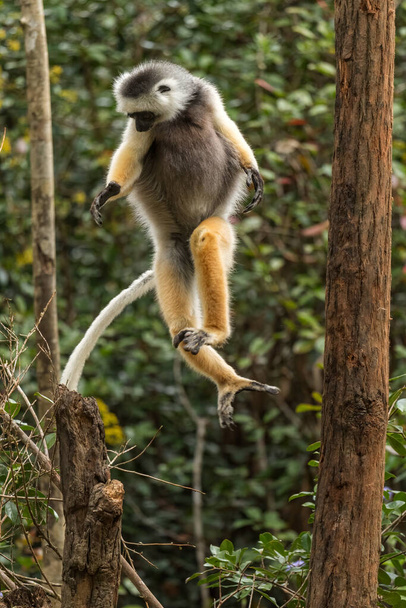 Diademed Σήφακα - Propithecus diadema, ανατολική ακτή τροπικό δάσος, Μαδαγασκάρη. Απειλούνται με εξαφάνιση λεμούριος από Μαδαγασκάρη τροπικό δάσος. Χαριτωμένο πρωτευόντων. - Φωτογραφία, εικόνα