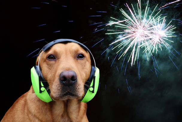 Hond met geluidsdempende gehoorbescherming. Concept voor luide geluiden als vuurwerk op Nieuwjaar. - Foto, afbeelding