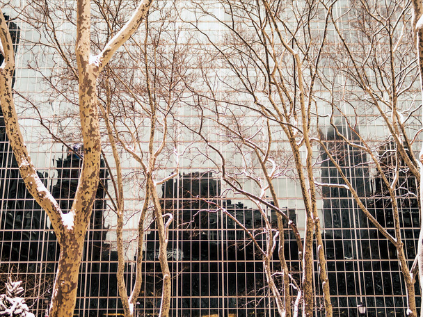 Holé zimní stromy Sycamore s lehkým sněhem proti skleněné zrcadlové budově v Bryant Parku na Manhattanu. - Fotografie, Obrázek