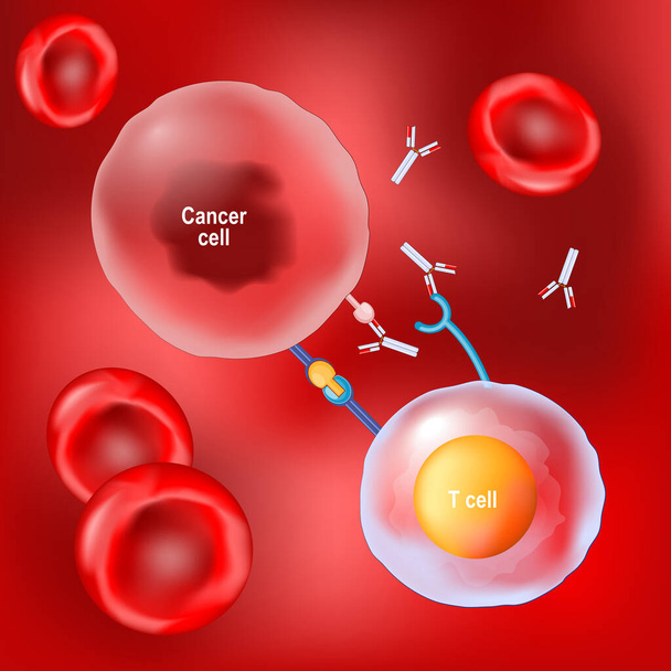 Krebstherapie und monoklonale Antikörper. Rote Blutkörperchen, T-Zellen und Krebszellen auf rotem Hintergrund. Vektor - Vektor, Bild