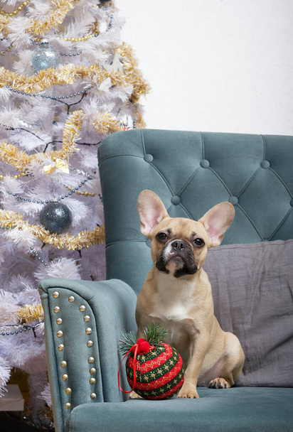 大きなボールの形をしたクリスマスのおもちゃとお祝いのインテリアの中のアームチェアのエレガントなクリスマスツリーの近くのブルドッグ。犬はカメラを見て. - 写真・画像
