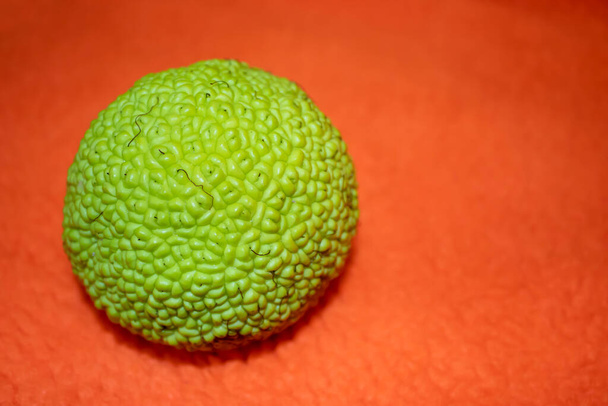 Adam's Apple on an Orange Background. Fruit of the Osage Orange (Maclura Pomifera). - Photo, Image