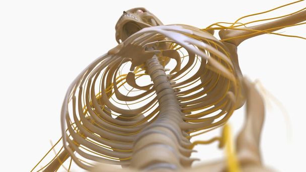 Emberi csontváz anatómia Orvosi koncepció 3D illusztráció - Fotó, kép
