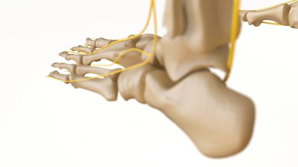Human Skeleton Anatomy For medical concept 3D Illustration - Fotografie, Obrázek