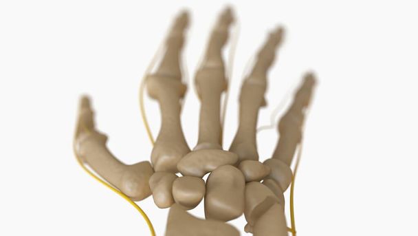 Human Skeleton Anatomy For medical concept 3D Illustration - Photo, Image