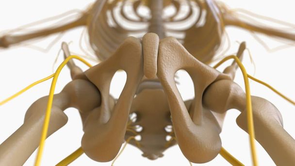 Menselijke skelet anatomie Voor medisch concept 3D Illustratie - Foto, afbeelding