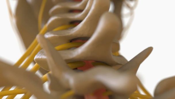 Anatomía del esqueleto humano para el concepto médico Ilustración 3D - Foto, Imagen