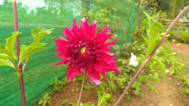 Růžové barvy Květiny v zahradě - Záběry, video