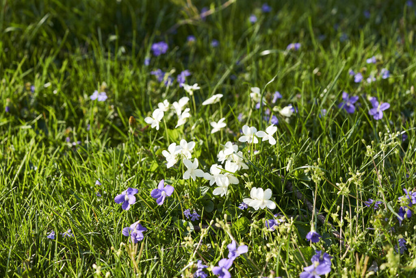 Белые и фиолетовые фиалки растут в траве - Фото, изображение