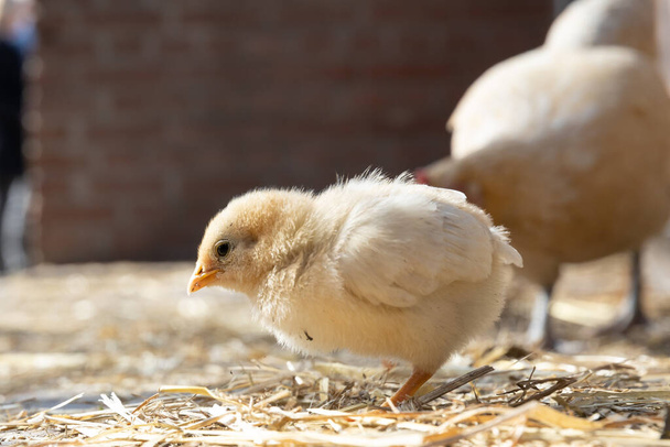 poikasen kanan siipikarjan tilalla vapaa valikoima luomuviljelyn kuva - Valokuva, kuva