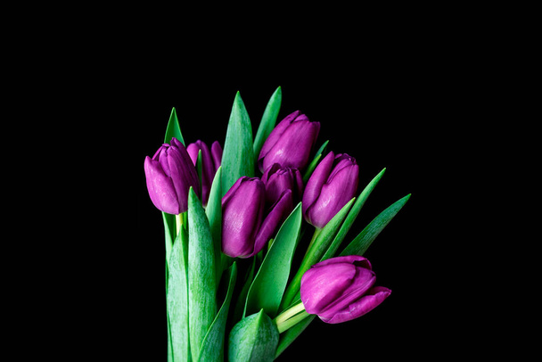 Bouquet of purple tulips isolated on black background. - Foto, imagen