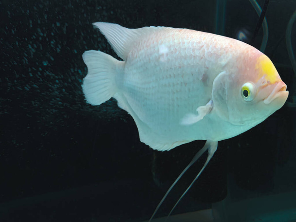 Selective focus of giant Gourami Fish isolated over black background - Foto, immagini