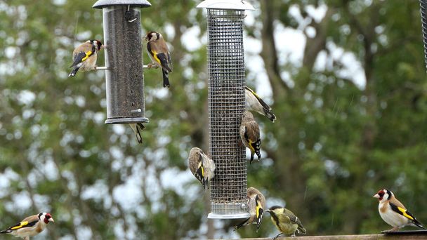 Goldfinch alimentándose de una mesa de aves de semillas mezcladas alimentador - Foto, imagen