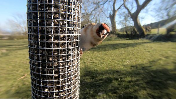 Alimentazione di cardellino da un tavolo di uccello di alimentatore di semi misto - Foto, immagini