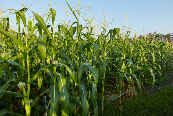 утренний рассвет над кукурузным полем - Фото, изображение