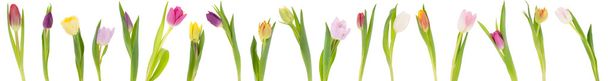 Banner der Tulpen - Foto, Bild