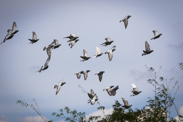 澄んだ青い空を飛ぶ鳩の群れ - 写真・画像