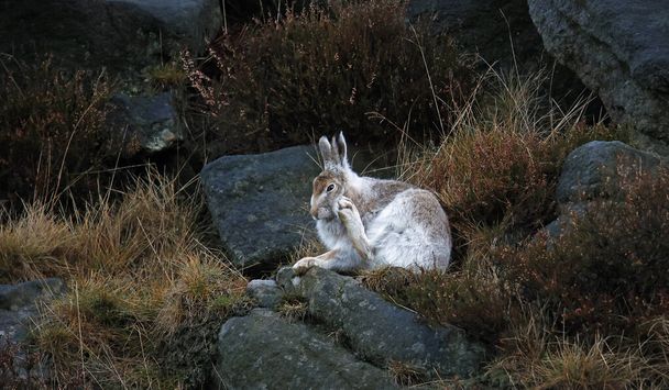 Mountain hare in winter coat preening on the hillside - Foto, Imagen