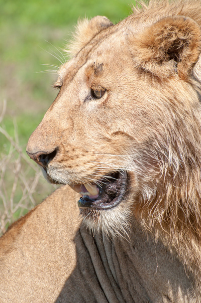 férfi oroszlán portréja - Fotó, kép