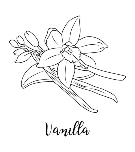 Ασπρόμαυρη διανυσματική απεικόνιση του λουλουδιού βανίλιας και ραβδιά που απομονώνονται σε λευκό φόντο. Βότανα κουζίνας και μπαχαρικά μονόχρωμη σχέδιο. Σκιαγράφημα περίγραμμα για ετικέτα τροφίμων, μενού, σχεδιασμό συσκευασίας. - Διάνυσμα, εικόνα