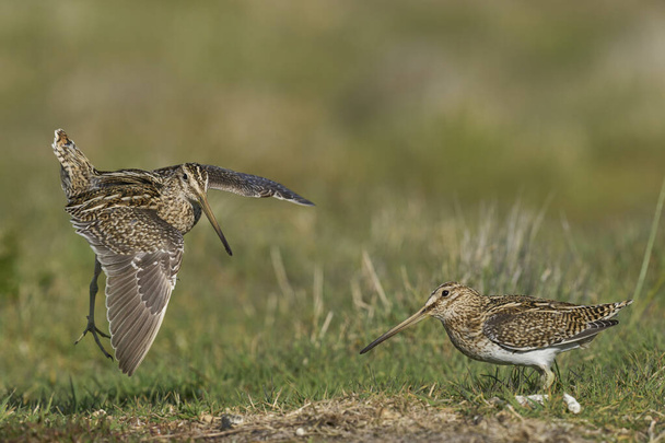 Magellanic Snipe (Gallinago paraguaiae magellanica) interacting during the spring breeding season on Carcass Island in the Falkland Islands. - Photo, Image