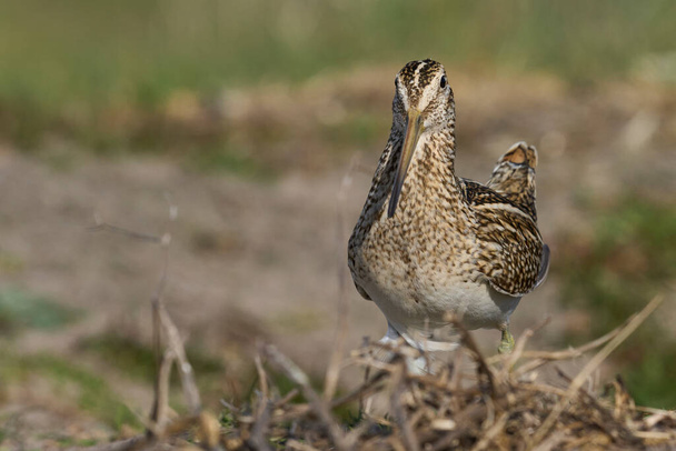 Magellanic Snipe (Gallinago paraguaiae magellanica) looking for food on Carcass Island in the Falkland Islands. - Photo, Image