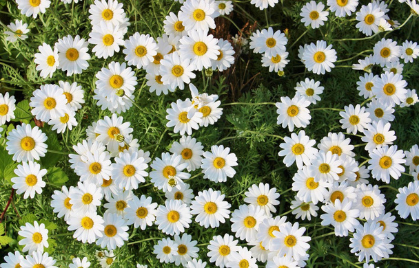Chamomile daisy flower many background - Photo, Image