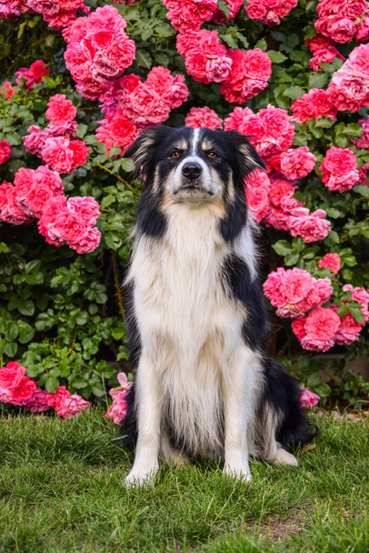 Border collie is sitting in the bush with roses. Autumn photoshooting in park. - Foto, Imagen