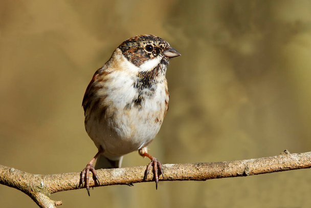 Reed Bunting, male Reed Bunting Emberiza schoeniclus perched on a branch looking left with shallow depth of field giving a blurred soft out of focus background. Taken at RSPB Middleton Lakes Tamworth Staffordshire - Photo, Image