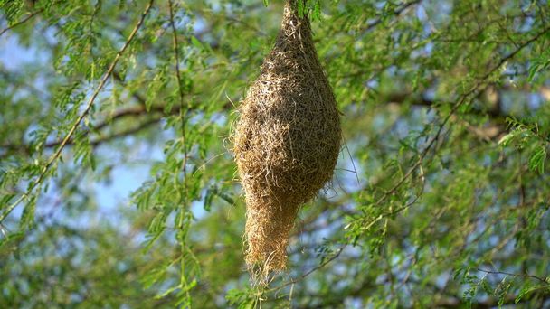 Nidos, ave tejedora Nido hecho de heno, nidos Skylark en las ramas de la zona para venir naturalmente. - Foto, imagen