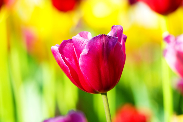 Tulip flowes in the park - Zdjęcie, obraz